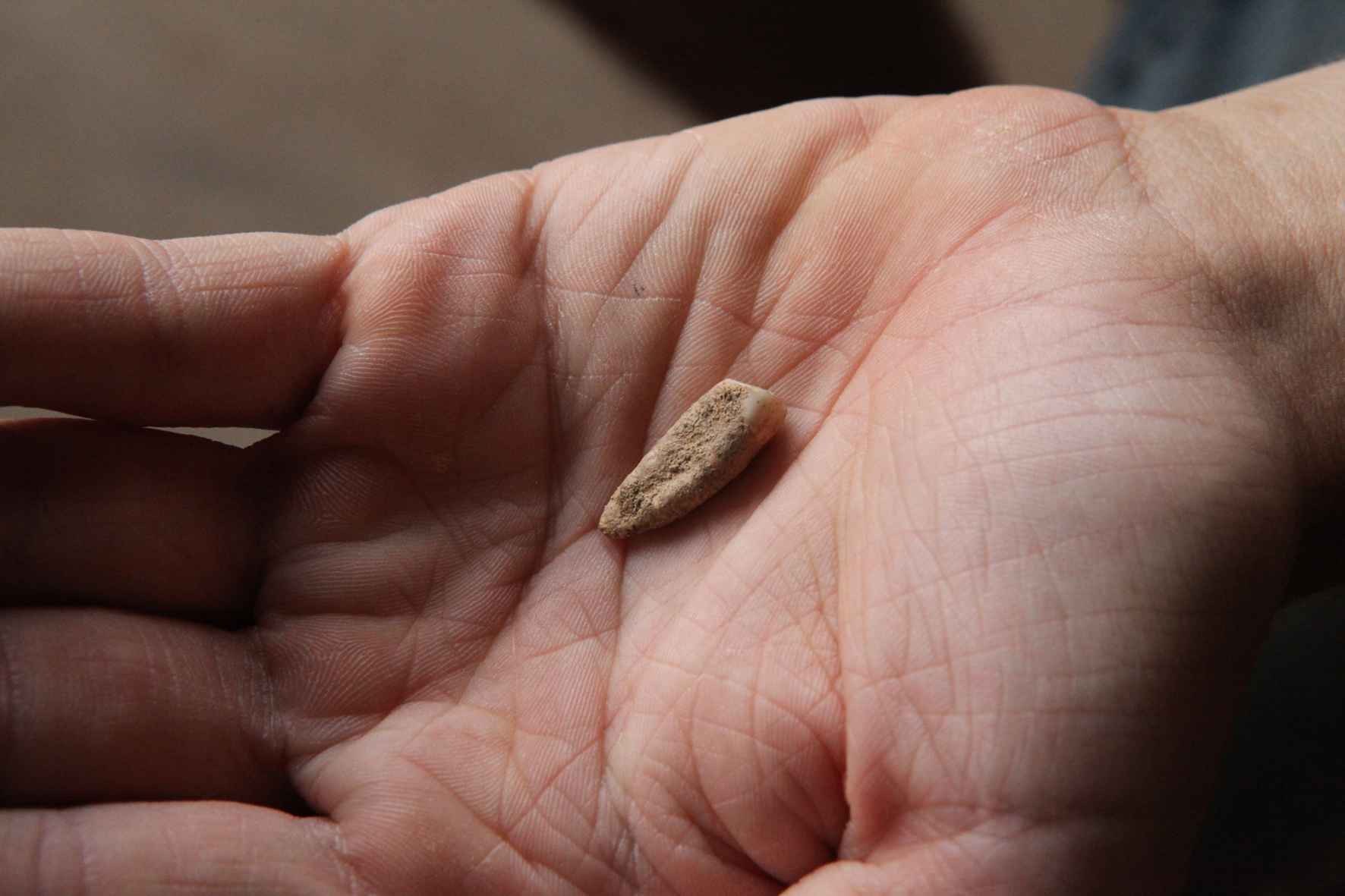 La dent a été découverte par de jeunes archéologues en herbe qui fouillent le site au pinceau.