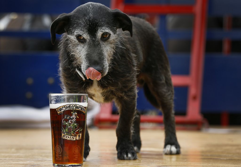 Barny, the Harveys Brewery  dog has a sniff of a pint of beer at the Great British Beer Festival, at Olympia in London, Tuesday, Aug. 11, 2015. The five day event is organised by the Campaign for Real Ale (CAMRA), with over 900 real ales, ciders, perries and international beers on offer.  (AP Photo/Kirsty Wigglesworth)
