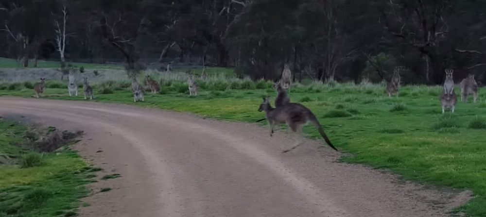 Un cycliste se retrouve face à une horde de kangourous sauvages dans un parc à Melbourne, en Australie. 