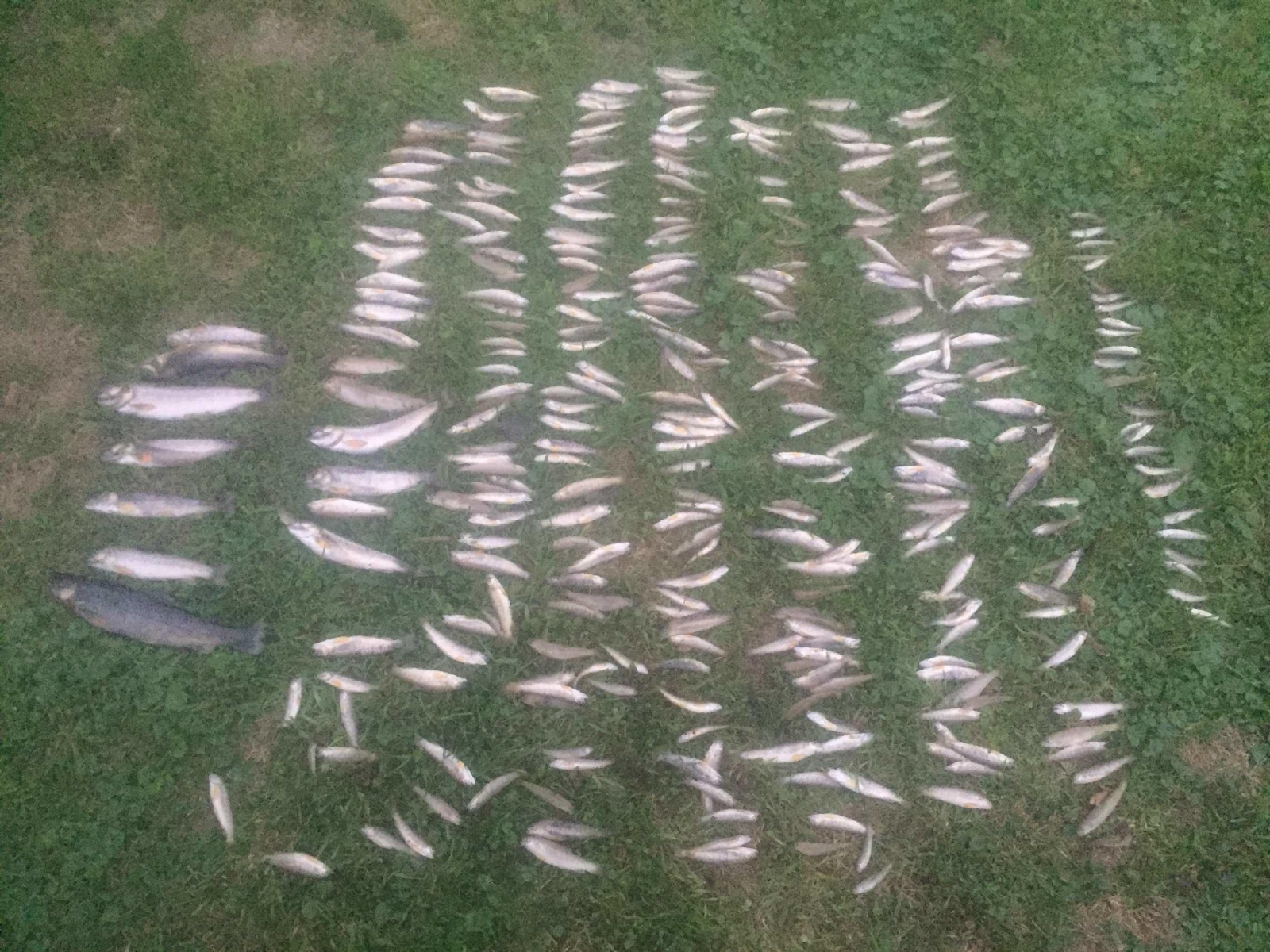Des poissons tués par des produits de nettoyage déversés dans un cours d'eau.