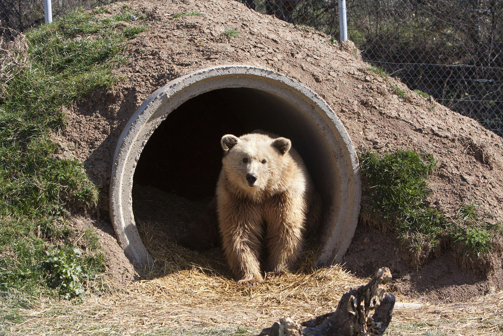 Les ours bruns se nourrissent essentiellement de baies et de noisettes (illustration).