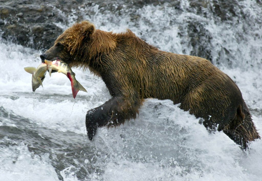 Même si le saumon remonte le Rhin, il faudra attendre encore quelques années pour que les ours s'en nourrissent. 