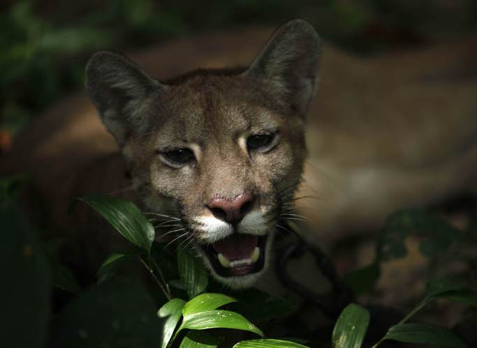 L'animal a attaqué l'enfant alors qu'il jouait dans le jardin de la maison familiale.