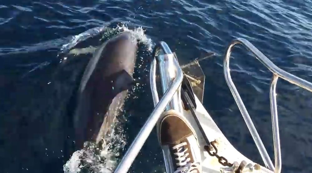 Le spectacle débute avec deux dauphins qui viennent nager près du bateau.