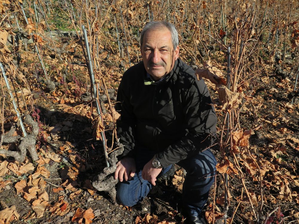 Serge Fardel pose dans sa vigne dépourvue de raisins, tous volés.