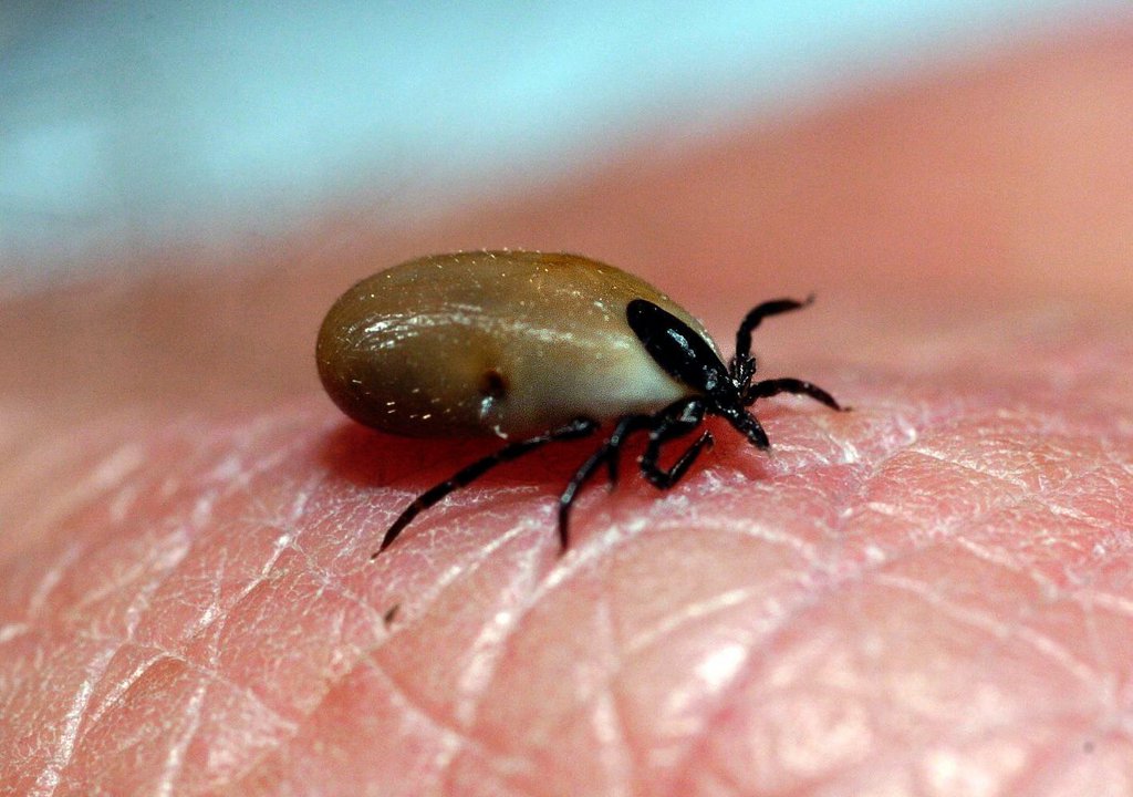 Grâce au réchauffement, la tique s'installe de plus en plus haut dans les montagnes.