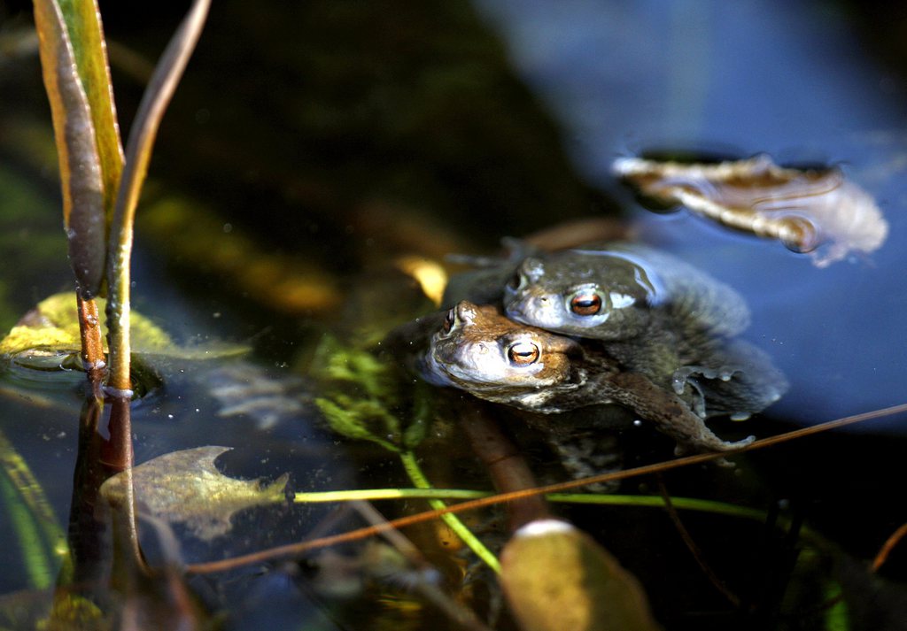 La population des amphibiens accuse notamment un fort recul.