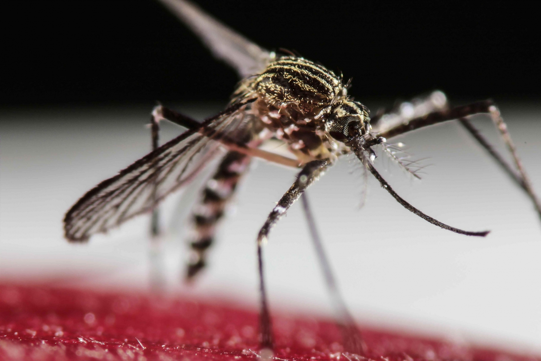 Tout comme le virus Zika, la dengue est transmise par le moustique tigre.