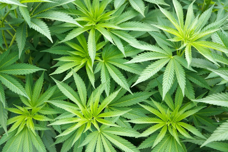 Ce projet pilote est destiné à des adultes qui utilisent le cannabis en automédication. (Illustration)