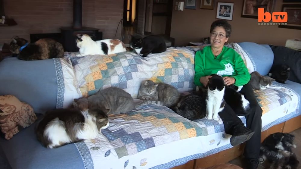 Lynea Lattanzio, 67 ans, s'investit entièrement pour "ses" chats.