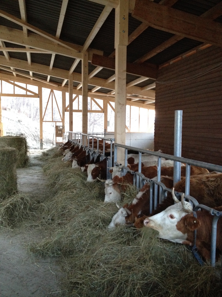 La nouvelle étable des vaches hinterwaelder de l'Arche des Crétillons ouvre ses portes au public le samedi 19 mars 2016.