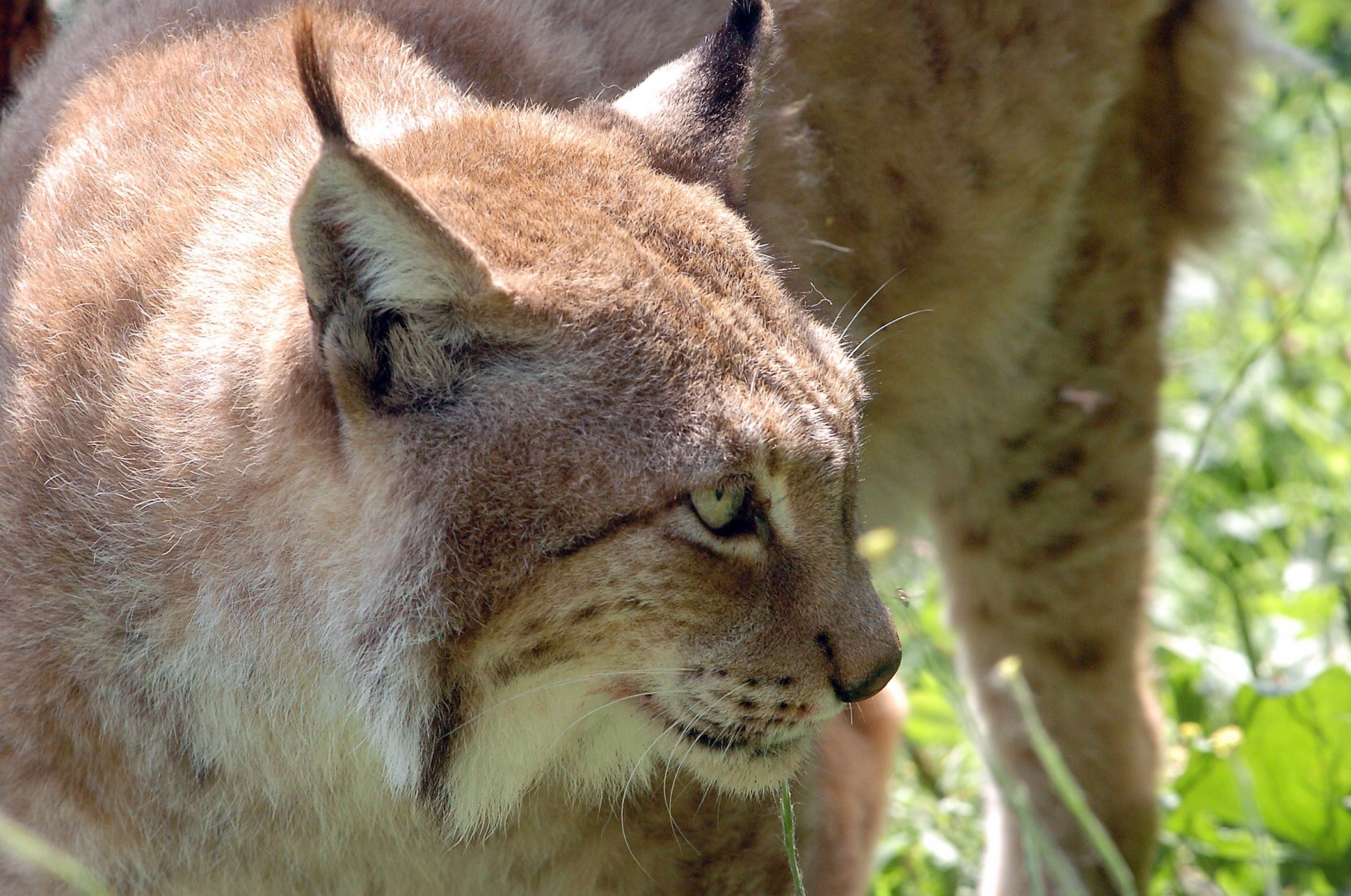 Le lynx moins nombreux en Valais qu'ailleurs
