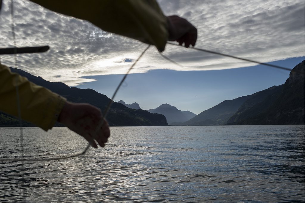 De nombreuses espèces de poissons auraient déjà disparu des lacs suisses. (illustration)