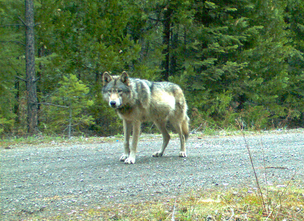 Les loups ne seront pas abattus par des chasseurs professionnels.