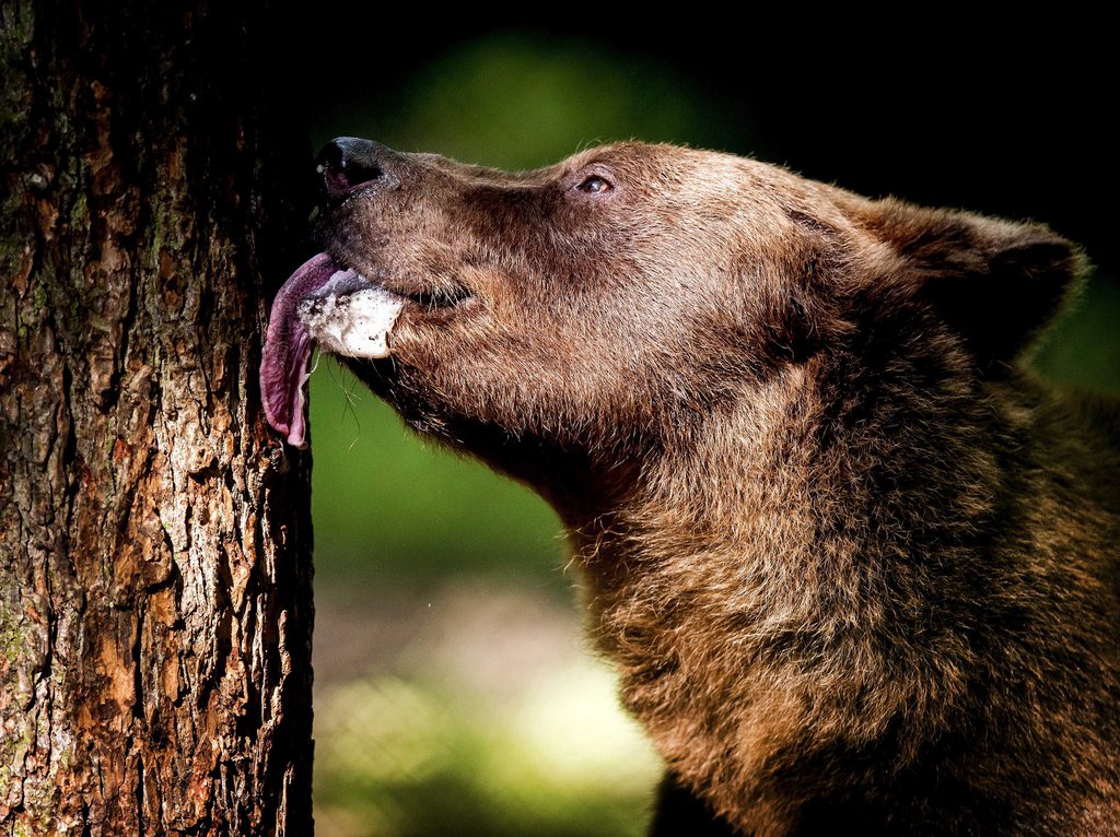 L'ours a été vu dans le canton de Berne.