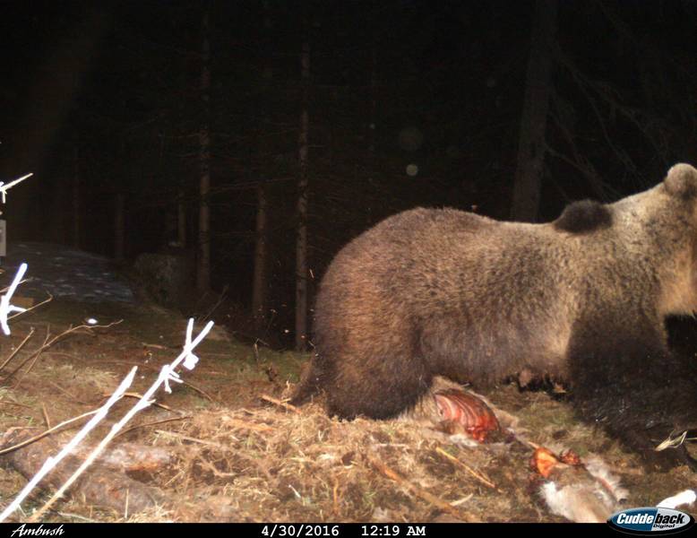 L'ours a été surpris par un piège photographique en train de manger la dépouille d'un cerf.