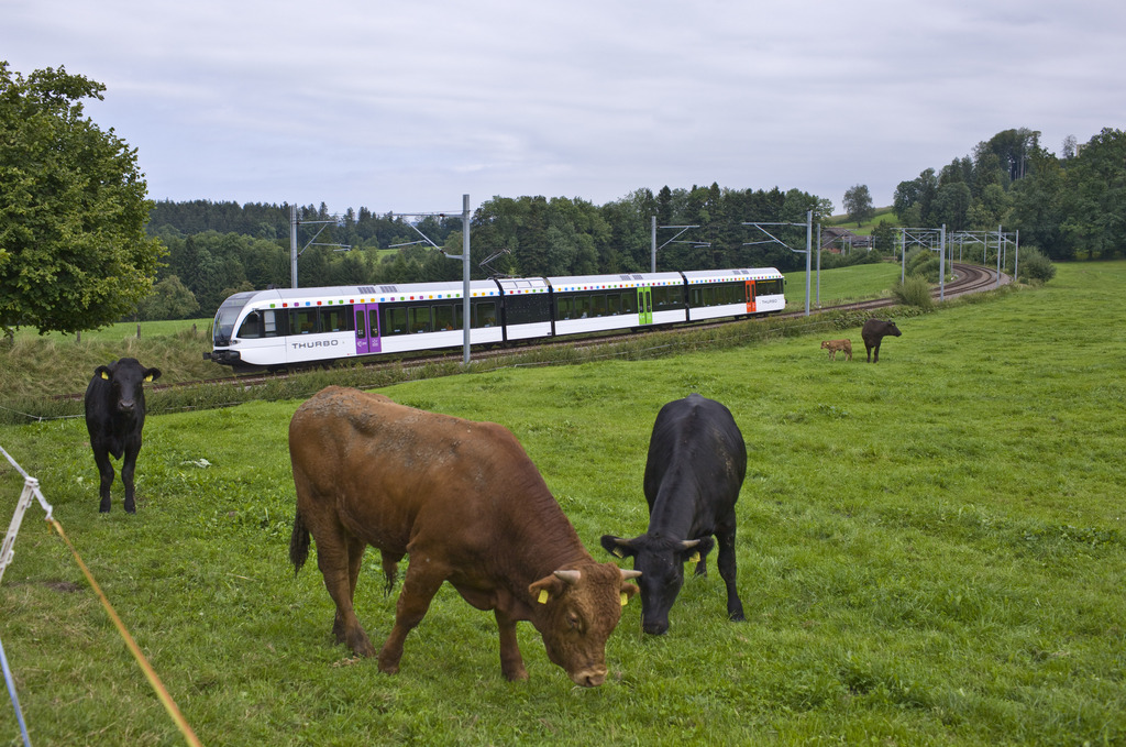  La vache appartenait à un troupeau paissant non loin de la voie. (Illustration)