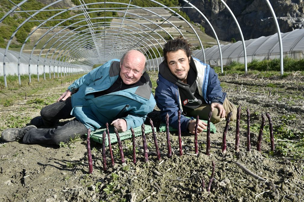 Maurice Dussex et son beau-fils Grégory Binggeli se lancent dans la production d'asperges pourpres.