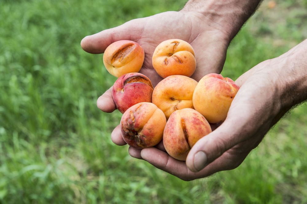 Trois mauvaises récoltes d’abricots luizet ont provoqué la rupture du stock de l’Abricotine AOP 43% vol. de la Distillerie Morand.
