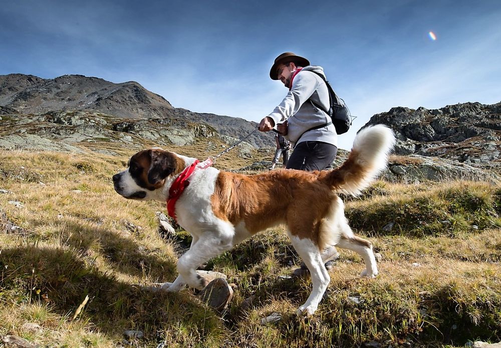 Samedi, les chiens Saint-Bernard rejoindront à pied leurs quartiers d'été.