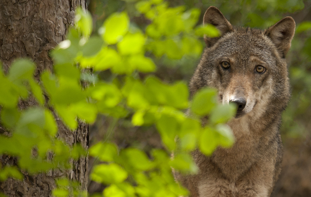 L'agneau a été tué par un loup en provenance d’Italie.