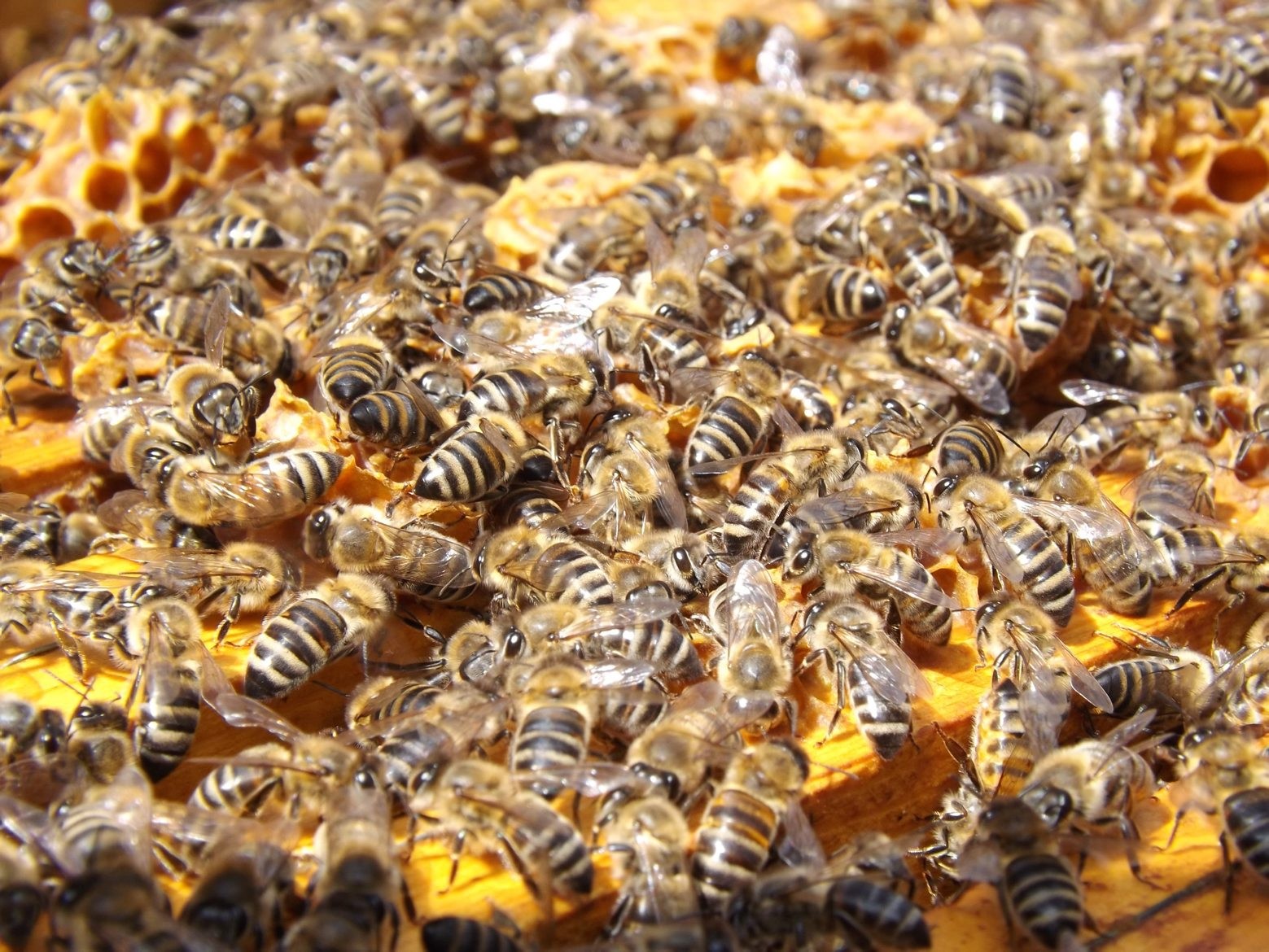 Au cours de l'hiver, plus de 20% des colonies d'abeilles ont été perdues.