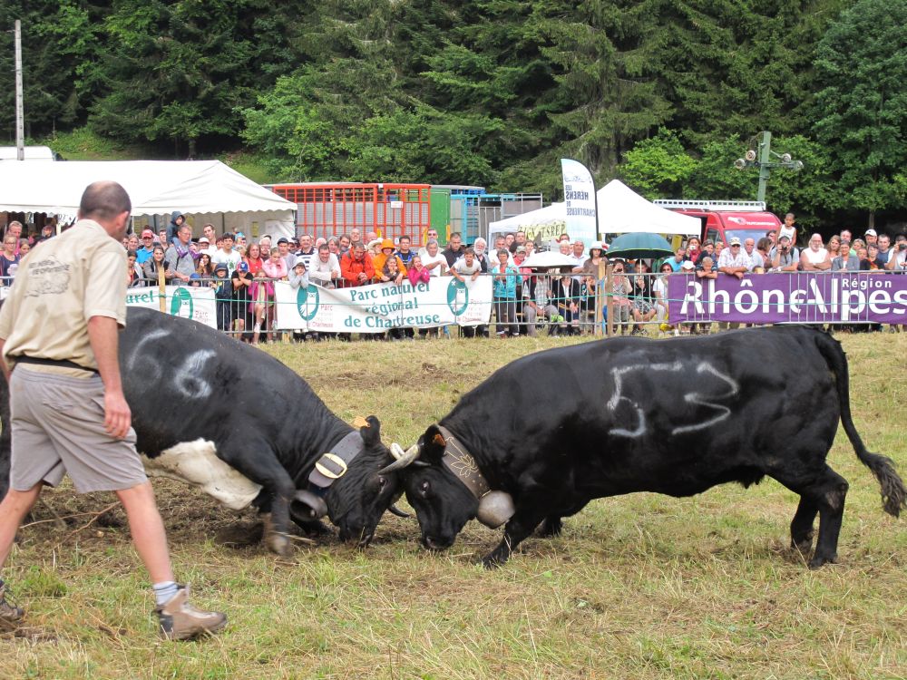 Les combats des Hérens ont été rudes en Chartreuse. La région est fière de cette vache emblématique qui attire les touristes.