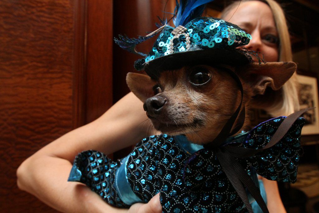 La majorité des chiens importés illégalement étaient des chihuahuas. Ces chiens seraient devenus des accessoires de mode à cause de stars telles que Paris Hilton accusent certaines associations. 