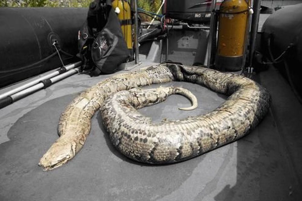 Le python a été repêché en état de décomposition.