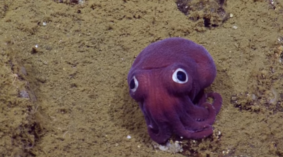 Avec sa jolie teinte violette et ses grands yeux, le petit calamar a des allures de peluche, ou de personnage de dessin animé.