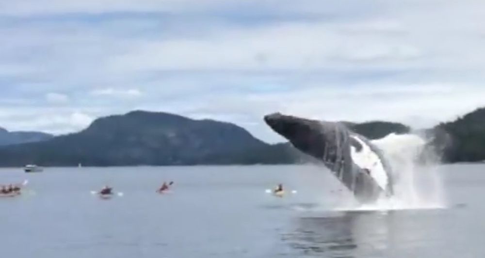 Les kayakistes se sont retrouvés à quelques mètres seulement des baleines.