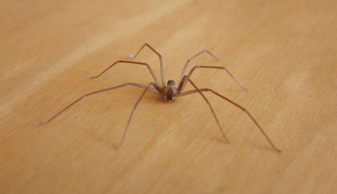 L'araignée violoniste n'est pas bien grande, mais peut faire de sacrés dégâts!