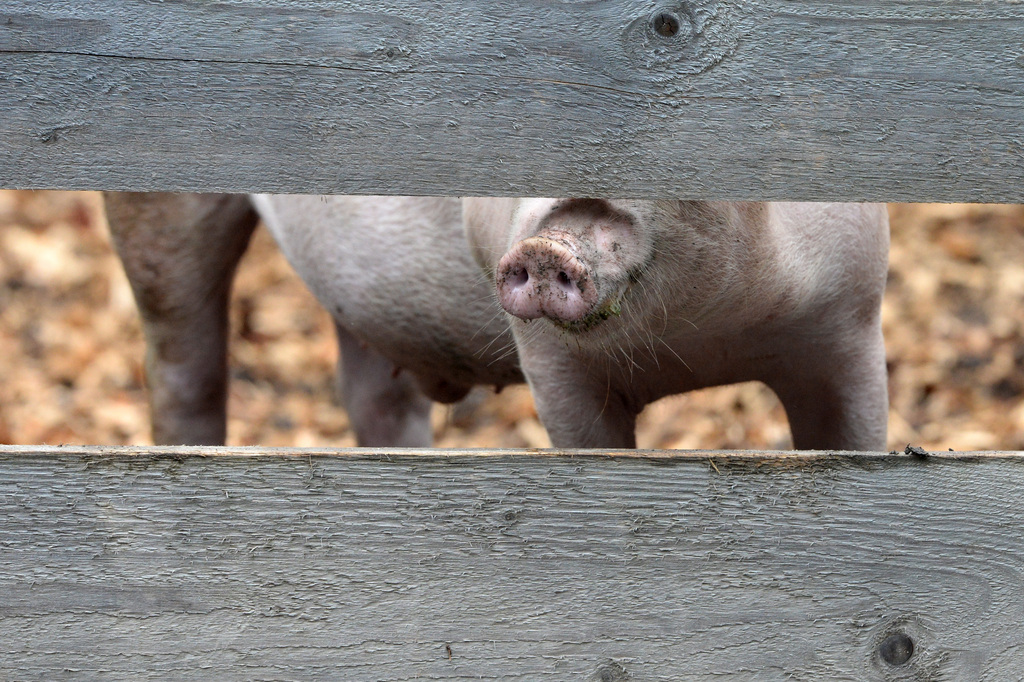 Une vidéo fabriquée par une fondation montre des conditions très critiques des porcs dans certaines maison de productions. 