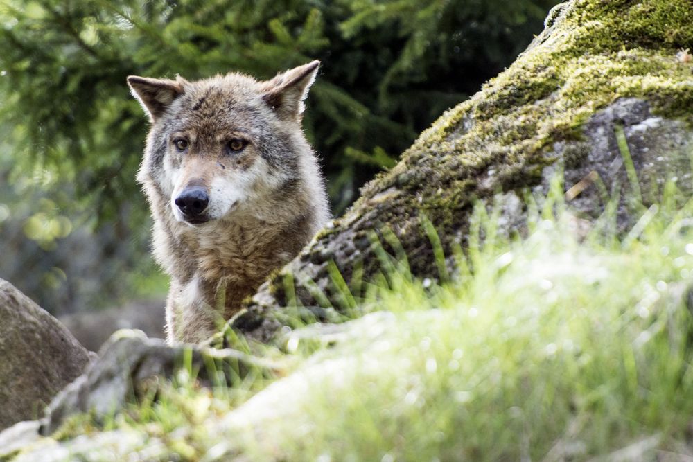 L'autorisation annuelle de tirer le loup est sur le point de trouver un consensus à Berne