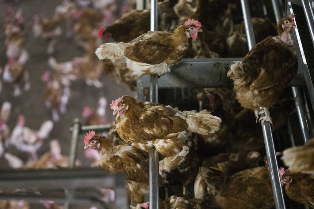 Les animaux doivent être placés dans des locaux fermés ou des poulaillers.