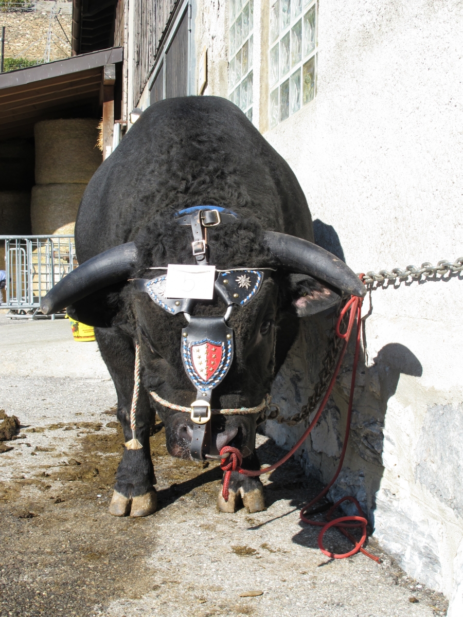 "Bronco", un impressionnant taureau de deux ans qui est arrivé en tête de la catégorie 2.



 Le Nouvelliste