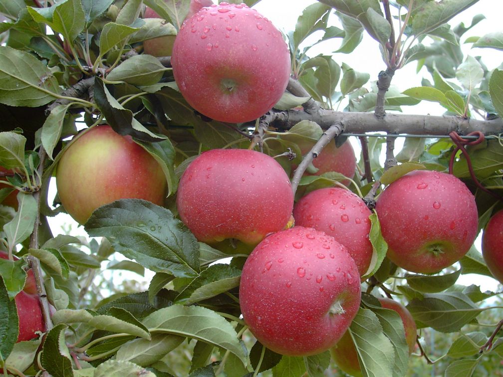 La Mairac est une variété de pommes que l'on retrouve dans le verger riddan.