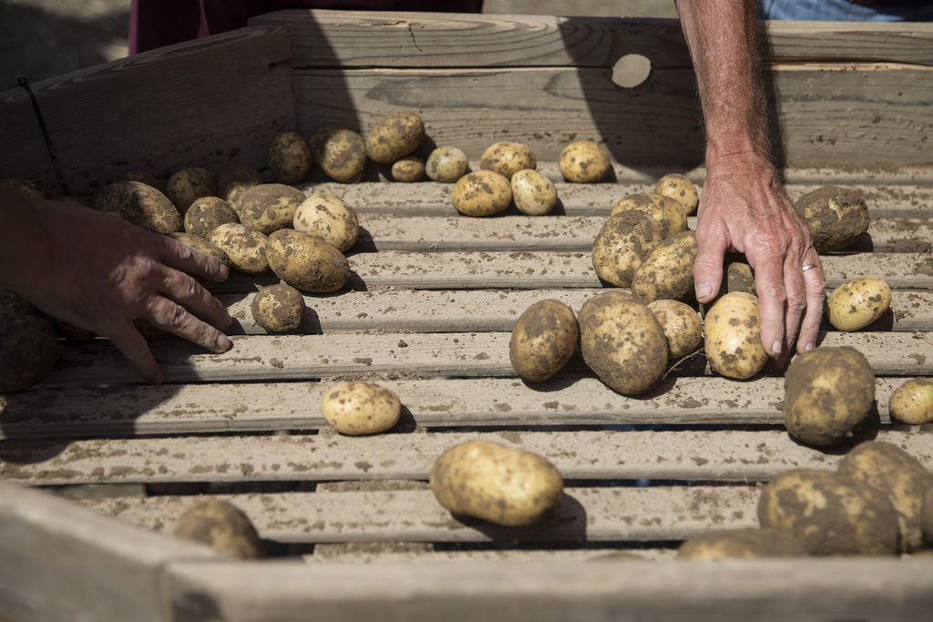 Les cultures de pommes de terre ont souffert de la météo.