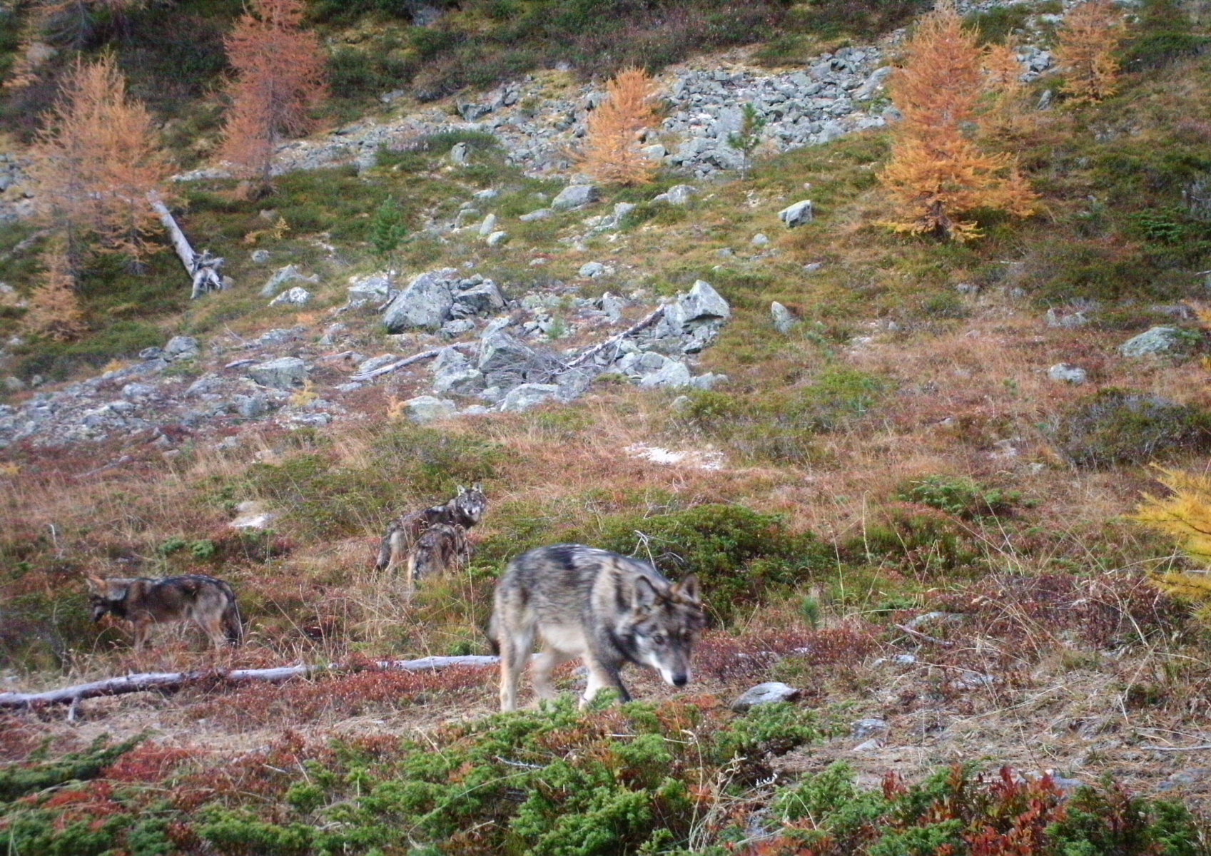 Les premières photos de la meute de loup d'Augstbord.



Groupe Loup/DR