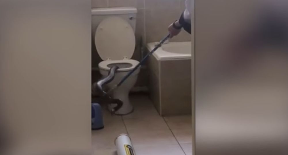 Un cobra de 2,5m est remonté dans les canalisations jusqu'à la cuvette des toilettes.