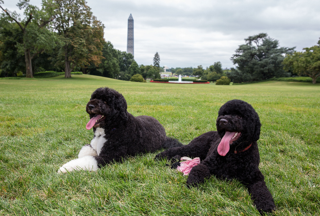 Les chiens d'eau portugais des Obama. A gauche, Bo, et à droite, Sunny.