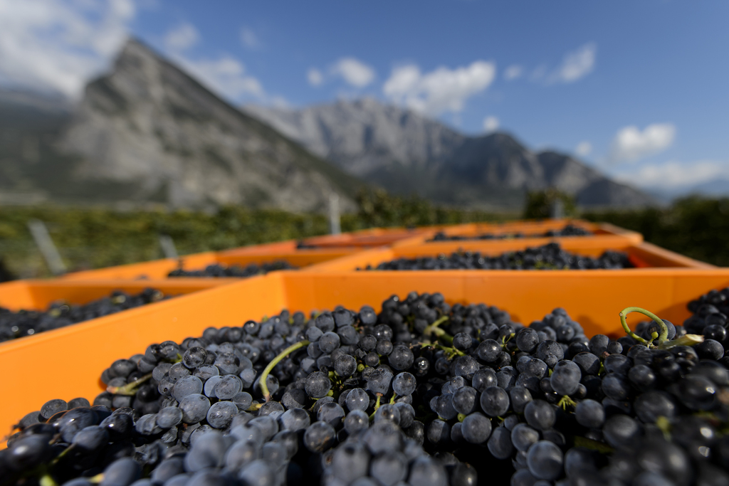 La vendange 2016 a été fructueuse, avec 7,5% de plus de raisins que la moyenne des 10 dernières années.