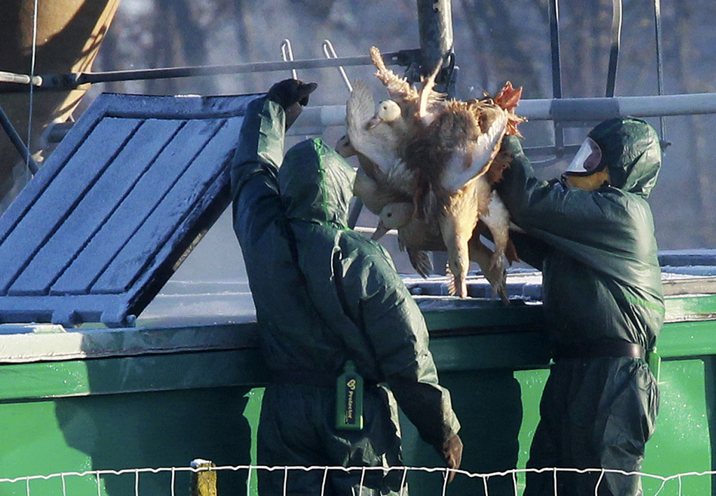 Des canards sont gazés dans un bac lors d’une opération d’abattage dans le sud-ouest de la France.