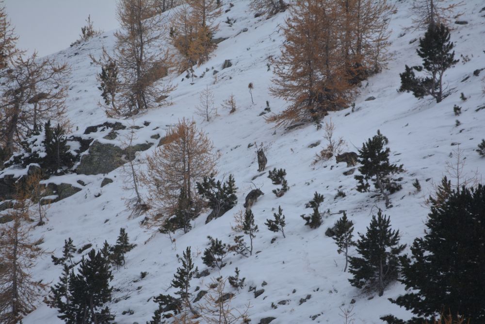 Une meute de loups avait été photographiée dans la région d'Augstbord, dans le Haut-Valais, en novembre dernier.