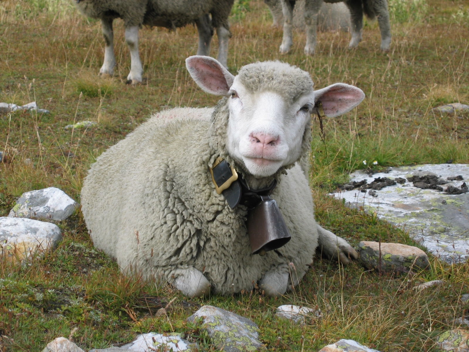 Onze moutons ont été égorgés pour un rituel musulman dans une ferme du Bas-Valais. Les acheteurs ont été amendés et le fermier condamné. image d'illustration