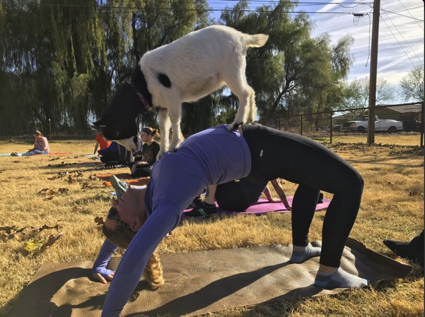 Le yoga chèvre rencontre un franc succès.