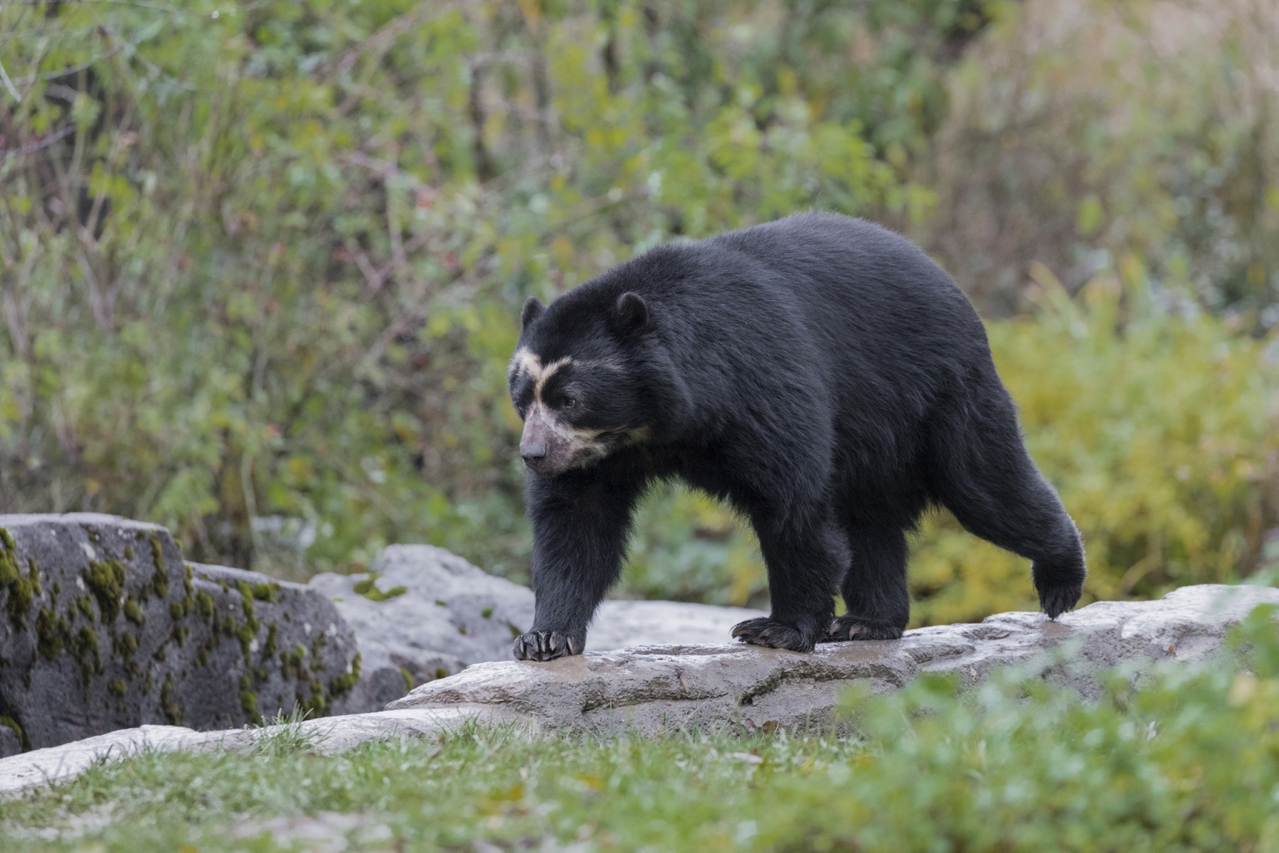 La femelle Cocha (photo) a donné naissance à deux oursons le 31 janvier.