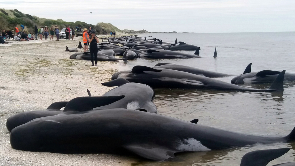 Environ 200 baleines supplémentaires se sont échouées samedi sur des hauts-fonds à Farewell Spit en Nouvelle-Zélande.