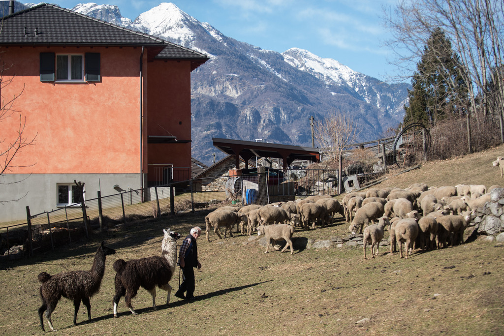 Un mouton a été tué et trois autres blessés à Uesslingen (TG).