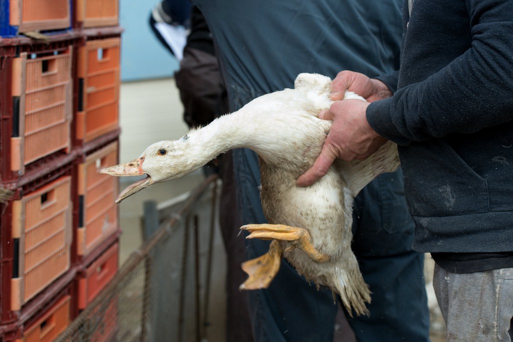 Canard des Landes. 70% des Romands mangent du foie gras.